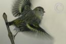 Female Siskin taking flight.